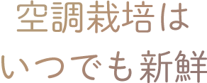 空調栽培でいつでも新鮮